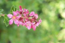 Escallonia (Escallonia 'Red Dream') -PlantenPracht Winkel 20120216094209 3