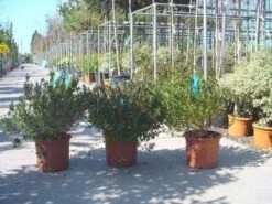 Abelia (Abelia Grandiflora) -PlantenPracht Winkel 20120216112651 9