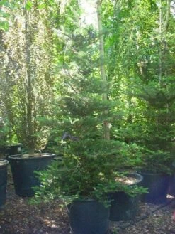 Koreaanse Zilverspar (Abies Koreana) -PlantenPracht Winkel 20120216113327 6