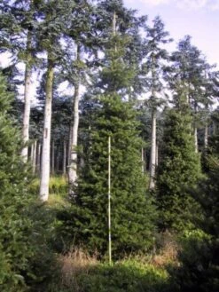 Koreaanse Zilverspar (Abies Koreana) -PlantenPracht Winkel 20120216113423 6