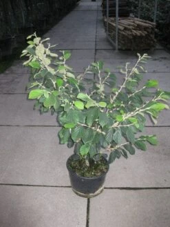 Toverhazelaar (Hamamelis Intermedia 'Arnold Promise') -PlantenPracht Winkel 20120217133021 6