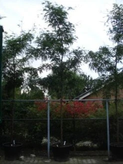 Geelbladige Christusdoorn (Gleditsia Triacanthos 'Sunburst') -PlantenPracht Winkel 20120217133230 13