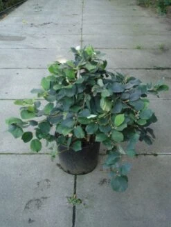 Flessenborstelstruik (Fothergilla Major) -PlantenPracht Winkel 20120217133604 6