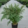 Niet Woekerende Bamboe (Fargesia 'Great Wall') -PlantenPracht Winkel 20120217134025 7