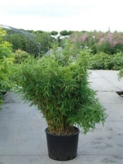 Niet Woekerende Bamboe (Fargesia Murieliae 'Bimbo') -PlantenPracht Winkel 20120217134101 4 1