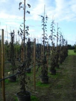 Rode Treurbeuk (Fagus Sylvatica 'Purple Fountain') -PlantenPracht Winkel 20120217134436 11