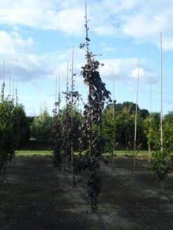 Rode Treurbeuk (Fagus Sylvatica 'Purple Fountain') -PlantenPracht Winkel 20120217134500 11