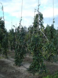 Treurbeuk (Fagus Sylvatica 'Pendula') -PlantenPracht Winkel 20120217134533 14