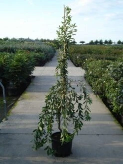 Exochorda (Exochorda Macrantha 'The Bride') -PlantenPracht Winkel 20120217134755 30 6