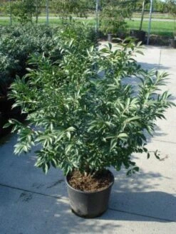 Kardinaalshoed (Euonymus Alatus 'Compactus') 15 Kardinaalshoed (Euonymus Alatus 'Compactus') -PlantenPracht Winkel 20120217135206 12