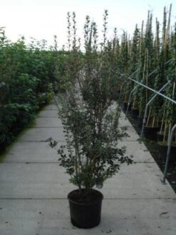 Pronkklokje (Enkianthus Campanulatus) -PlantenPracht Winkel 20120217135630 6 2