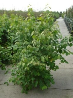 Kornoelje (Cornus Sanguinea 'Winter Beauty) 14 Kornoelje (Cornus Sanguinea 'Winter Beauty) -PlantenPracht Winkel 20120218101628 1