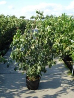 Japanse Kornoelje (Cornus Kousa) -PlantenPracht Winkel 20120218102230 60 12 1