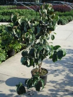 Amerikaanse Kornoelje (Cornus Florida 'Rubra') -PlantenPracht Winkel 20120218102305 7 1