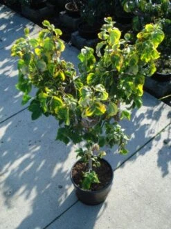 Kornoelje Op Stam (Cornus Florida 'Rainbow') -PlantenPracht Winkel 20120218102340 1 1