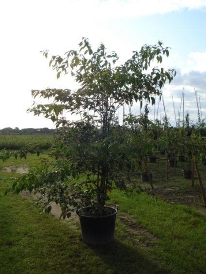 Reuzenkornoelje (Cornus Controversa 'Variegata') 4 Reuzenkornoelje (Cornus Controversa 'Variegata') - Afbeelding 2