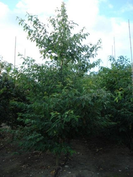 Reuzenkornoelje (Cornus Controversa 'Variegata') 5 Reuzenkornoelje (Cornus Controversa 'Variegata') - Afbeelding 3