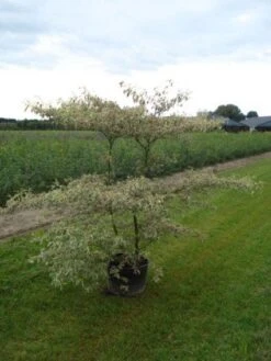 Kornoelje (Cornus Alternifolia 'Argentea') -PlantenPracht Winkel 20120218102845 2