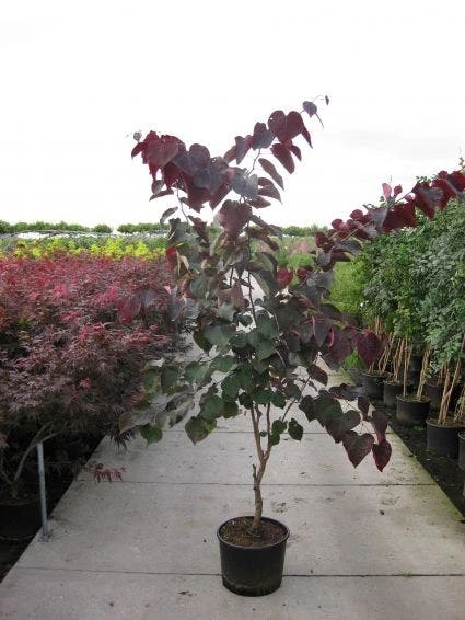 Judasboom Als Struik (Cercis Canadensis 'Forest Pansy') 3 Judasboom Als Struik (Cercis Canadensis 'Forest Pansy')