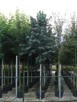 Katsoera Als Boom (Cercidiphyllum Japonicum) 9 Katsoera Als Boom (Cercidiphyllum Japonicum) -PlantenPracht Winkel 20120218104620 7