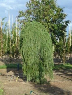 Treurceder (Cedrus Deodara 'Pendula') -PlantenPracht Winkel 20120218104745 13