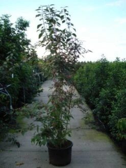 Schoonvrucht (Callicarpa Bodinieri 'Profusion') -PlantenPracht Winkel 20120218105422 30 6