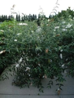 Vlinderstruik (Buddleja Davidii 'White Profusion') -PlantenPracht Winkel 20120218105604 3 1