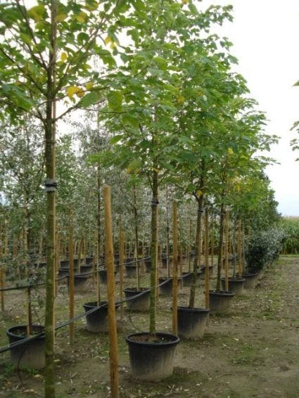 Papiermoerbei (Broussonetia Papyrifera) 4 Papiermoerbei (Broussonetia Papyrifera) - Afbeelding 2