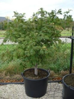 Japanse Esdoorn (Acer Japonicum 'Aconitifolium') -PlantenPracht Winkel 20120218111902 10