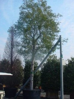 Mimosa Als Boom (Acacia Dealbata) -PlantenPracht Winkel 20120219161040 6