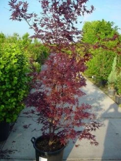 Japanse Esdoorn (Acer Palmatum 'Atropurpureum') -PlantenPracht Winkel 20120219161852 9 1