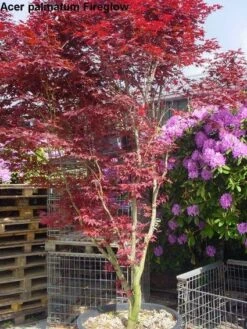 Japanse Esdoorn (Acer Palmatum 'Fireglow') 18 Japanse Esdoorn (Acer Palmatum 'Fireglow') -PlantenPracht Winkel 20120220091058 11