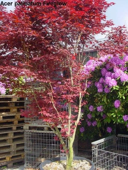 Japanse Esdoorn (Acer Palmatum 'Fireglow') 5 Japanse Esdoorn (Acer Palmatum 'Fireglow') - Afbeelding 3