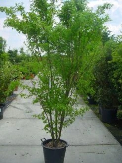 Japanse Esdoorn (Acer Palmatum) -PlantenPracht Winkel 20120220092844 11 1