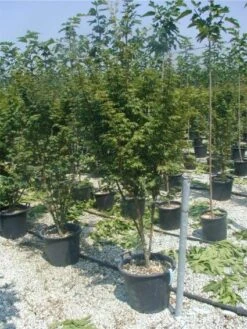 Japanse Esdoorn (Acer Palmatum) -PlantenPracht Winkel 20120220093454 11 1