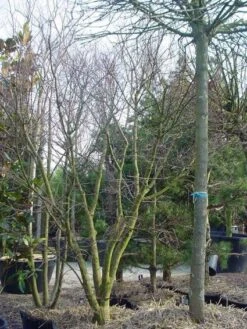 Japanse Esdoorn (Acer Palmatum) -PlantenPracht Winkel 20120220093531 11 1