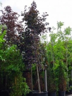 Rode Esdoorn (Acer Platanoides 'Crimson King') -PlantenPracht Winkel 20120220093721 18 1