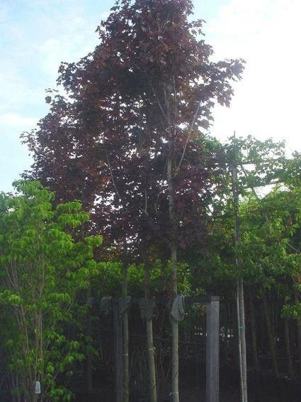 Rode Esdoorn (Acer Platanoides 'Crimson King') 5 Rode Esdoorn (Acer Platanoides 'Crimson King') - Afbeelding 3