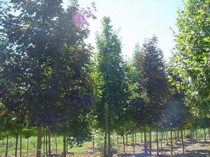 Rode Esdoorn (Acer Platanoides 'Crimson King') 3 Rode Esdoorn (Acer Platanoides 'Crimson King')