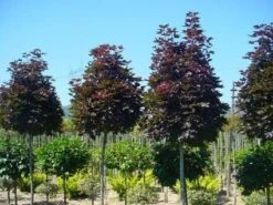 Noorse Esdoorn (Acer Platanoides 'Crimson Sentry') -PlantenPracht Winkel 20120220094000 12