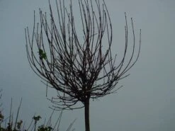 Bolesdoorn (Acer Platanoides 'Globosum') -PlantenPracht Winkel 20120220094356 22 1