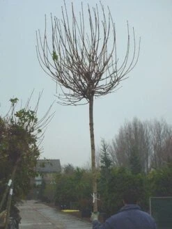 Bolesdoorn (Acer Platanoides 'Globosum') -PlantenPracht Winkel 20120220094413 22