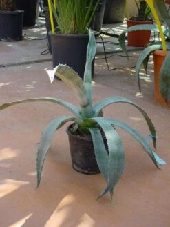 Agave (Agave Americana) 13 Agave (Agave Americana) -PlantenPracht Winkel 20120220095542 3
