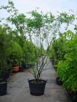 Krentenboom Als Struik (Amelanchier Lamarckii) -PlantenPracht Winkel 20120220100746 13 1