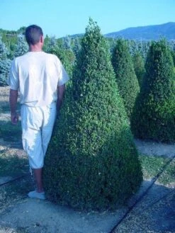 Buxus Als Pyramide (Buxus Sempervirens)