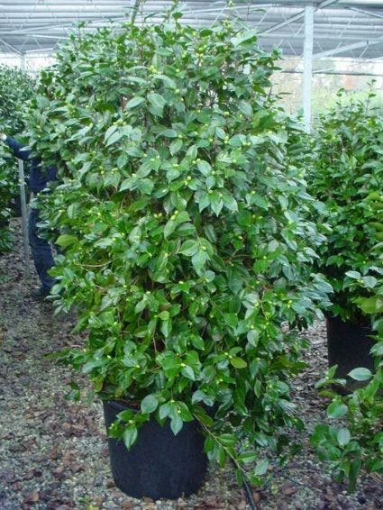 Camelia (Camellia, Rood) 9 Camelia (Camellia, Rood) - Afbeelding 7