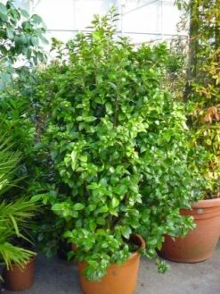 Camelia (Camellia, Wit) -PlantenPracht Winkel 20120220112651 5 1