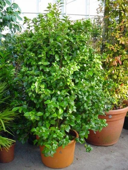 Camelia (Camellia, Rose) 7 Camelia (Camellia, Rose) - Afbeelding 5