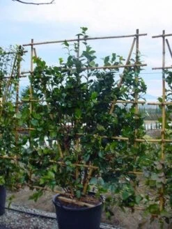 Camelia Als Leivorm (Camellia Japonica) -PlantenPracht Winkel 20120220112828 2