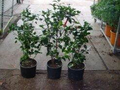 Camelia (Camellia, Rood) -PlantenPracht Winkel 20120220112914 60 12 2